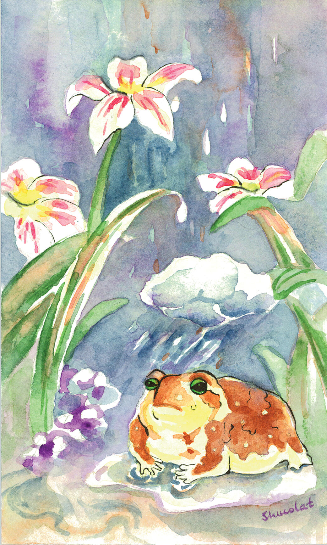 Rain Frog