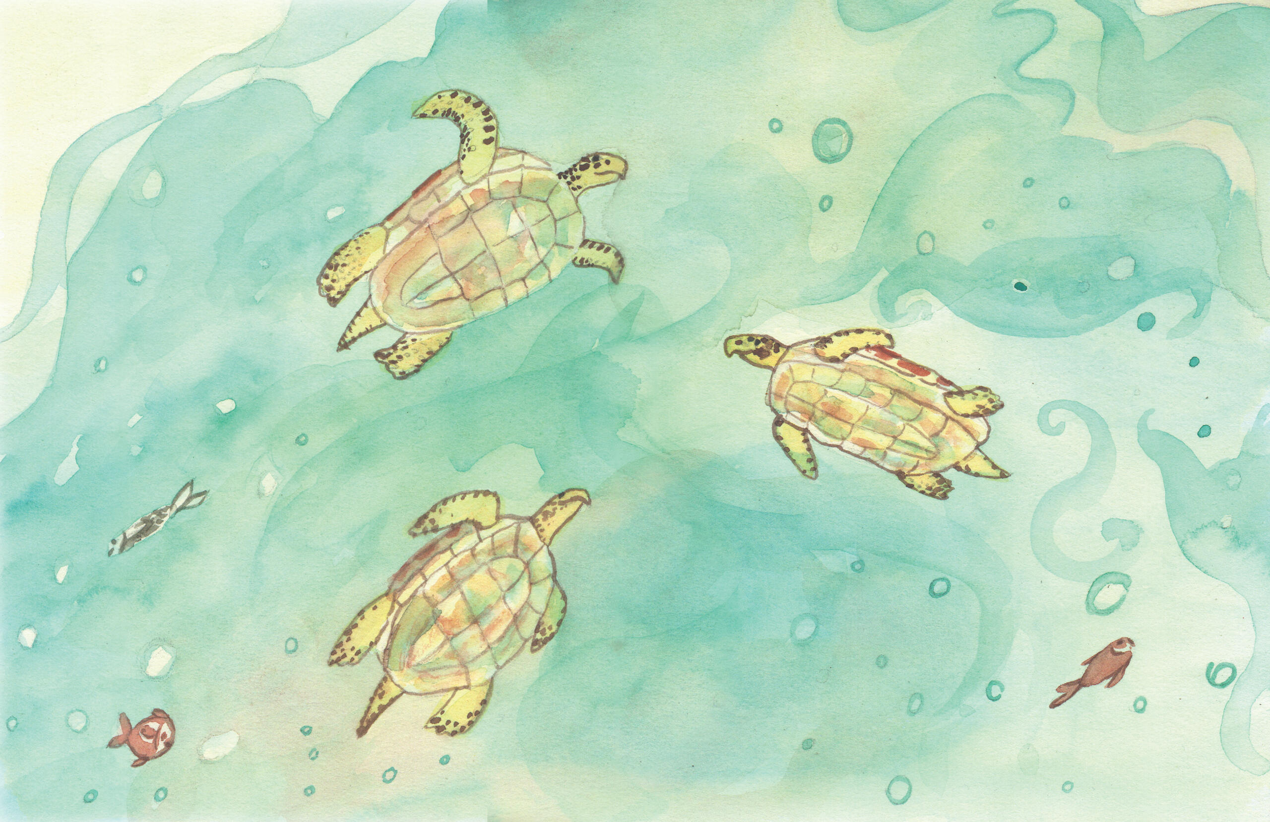 A Tale of Two Turtles